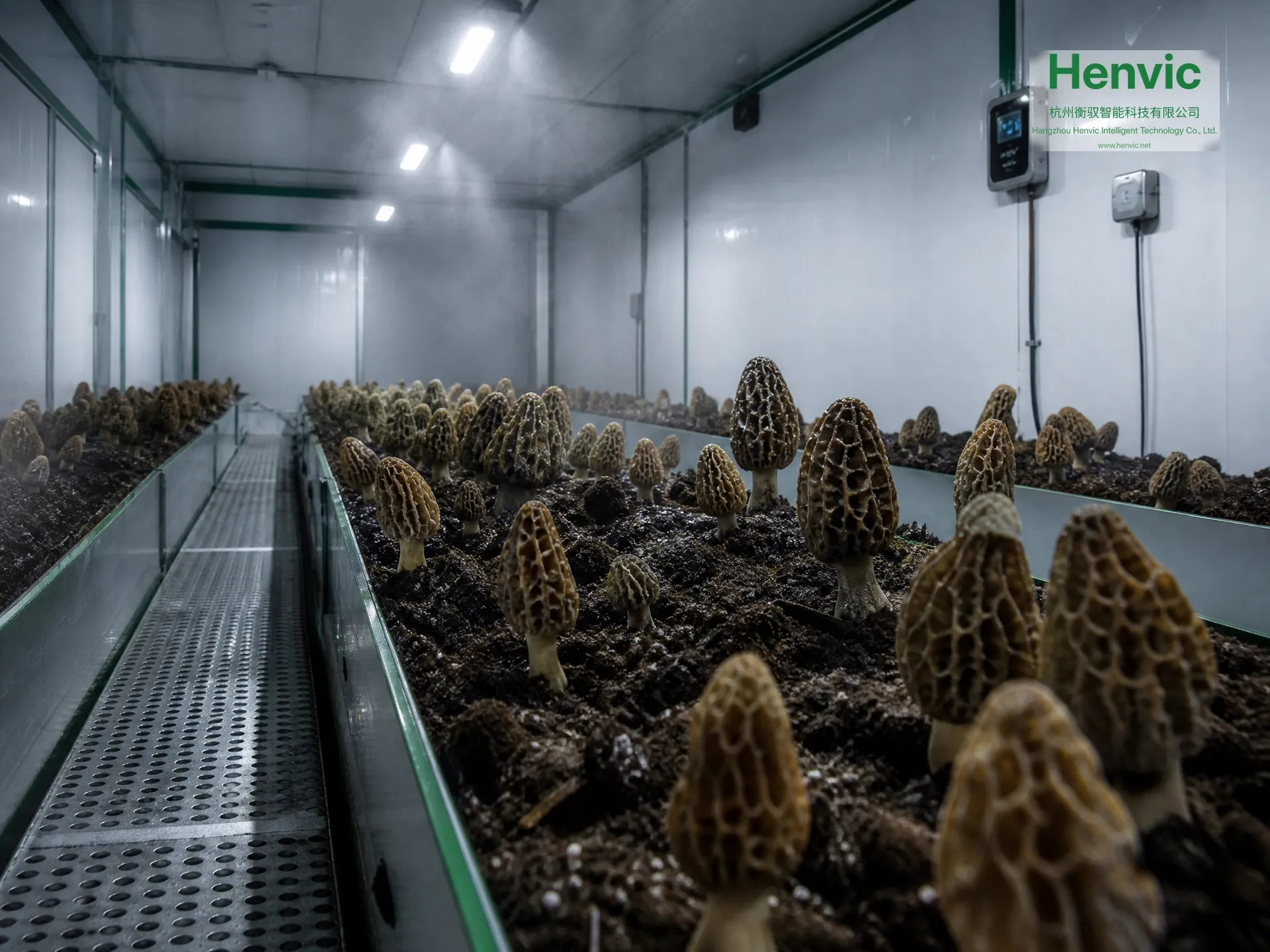 Cabina di coltivazione intelligente Henvic per spugnole — vista 2