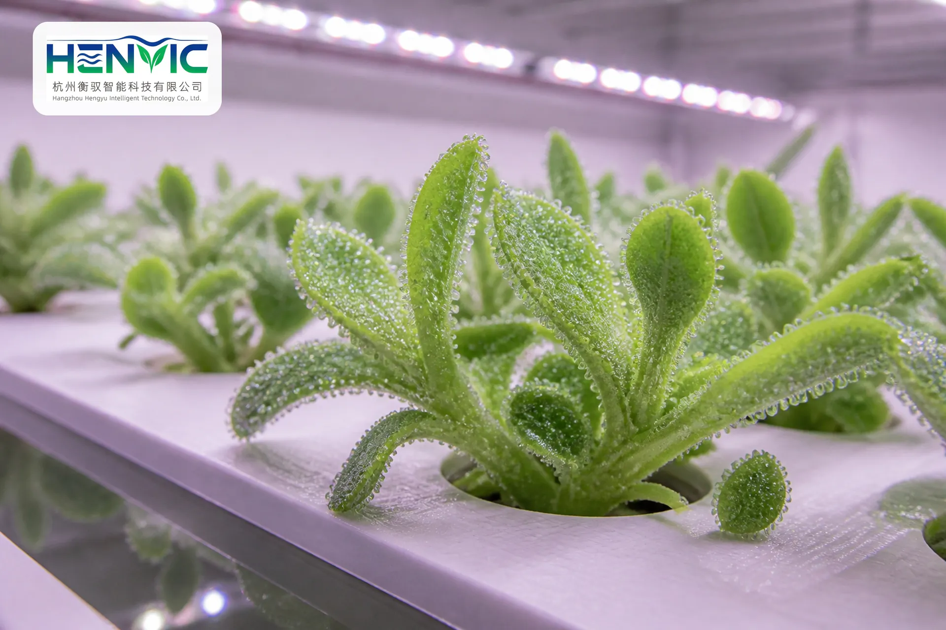 Strawberry Containerized Elevated Substrate | Henvic