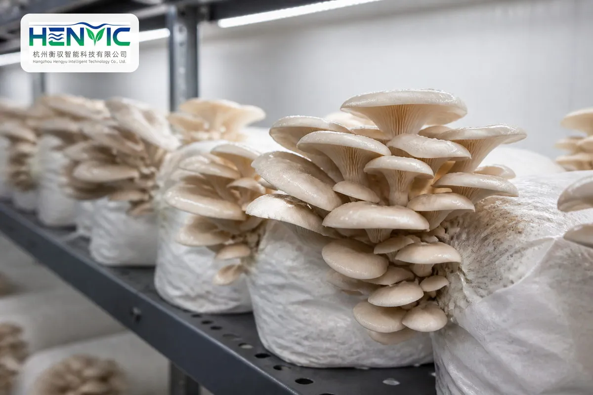 Reishi Mushroom Cultivation Container Standard
